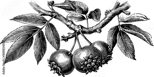 Vintage botanical engraving of ash tree branch with seed clusters for design projects