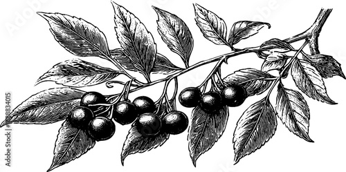 Vintage botanical ash tree seed clusters illustration from 19th century