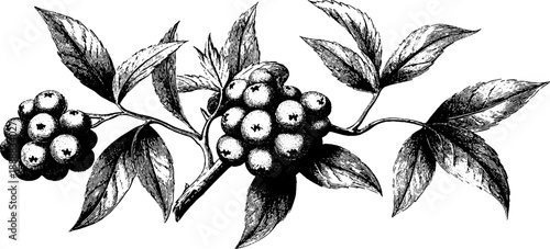 Botanical engraving of ash tree seed clusters from the 19th century