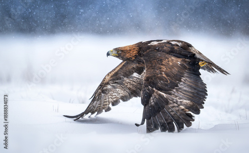 Wallpaper Mural Golden Eagle (Aquila chrysaetos) close up Torontodigital.ca