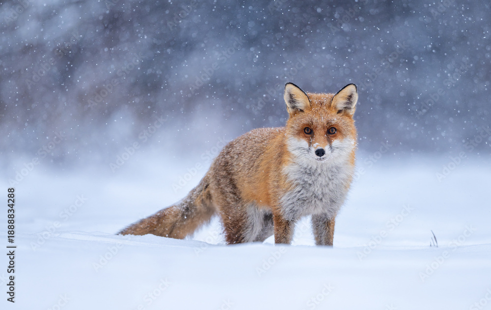 Obraz premium Red fox ( Vulpes vulpes ) in winter scenery