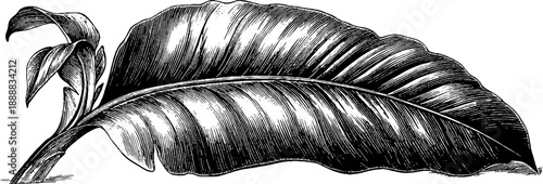 Vintage botanical engraving of large tropical banana leaf for nature study and design