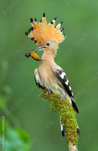 Wallpaper Mural Eurasian hoopoe bird in early morning light ( Upupa epops ) Torontodigital.ca