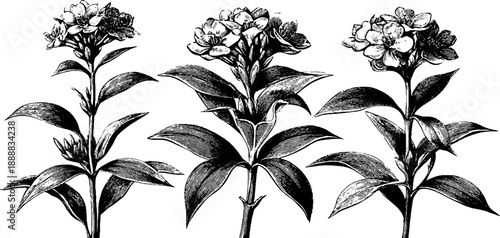 Vintage botanical banner with engraved floral accents for design use