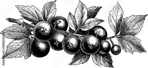 Vintage botanical baneberry engraving - toxic plant berries study