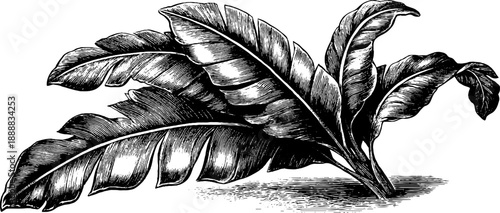 Tropical banana leaf study for botanical design and vintage decor