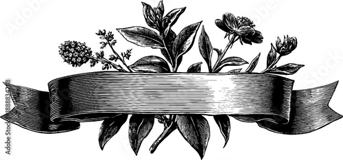 Vintage botanical engraving with ribbon accents for design and decor