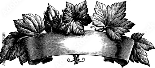 Symmetrical vintage botanical banner with curled ends for design or decoration