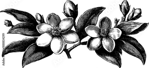 Vintage botanical banner with curled ends for design and decoration