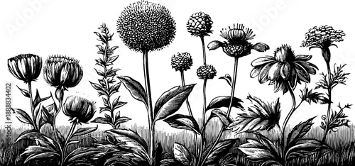 Vintage botanical banner with ornamental edge trimming for design projects