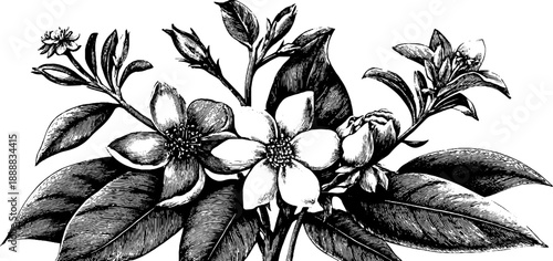 Ornamental botanical banner with vintage flower design for decorative use