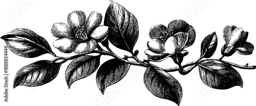 Ornamental botanical linework design for vintage decor and card making