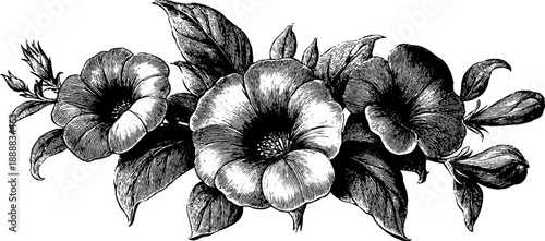 Vintage botanical engraving banner with ornamental linework for design or decoration