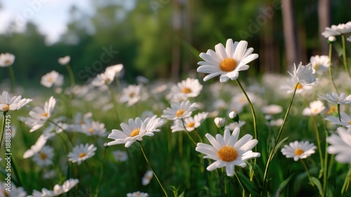 Fresh White Daisies Blooming in a Lush Green Meadow Scene