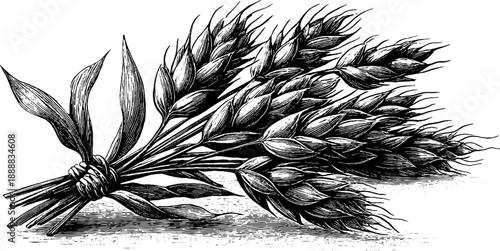 Vintage botanical engraving of barley grains for food ingredient design