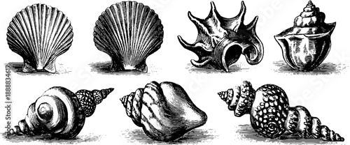 Vintage marine organism study engraving - barnacle and shells illustration for nautical design