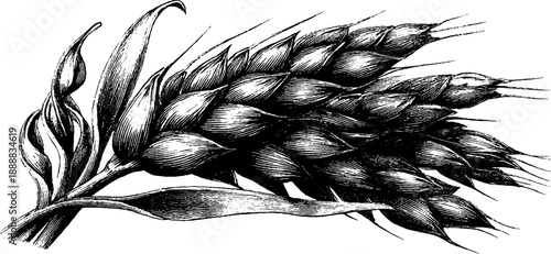 Barley grains vintage botanical engraving for food ingredient design