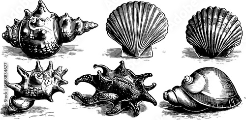 Vintage botanical study of barnacles and marine organisms illustrated in 19th century style for educational design