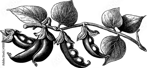 Botanical illustration of bean plant with seed pods - vintage 19th century engraving