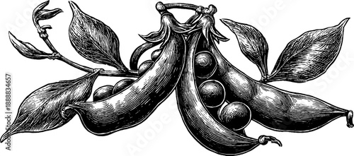 Vintage botanical study of bean pods and seeds engraving from 19th century