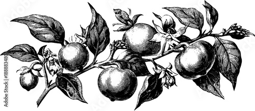 Belladonna poisonous plant with berries botanical illustration for herbal study design