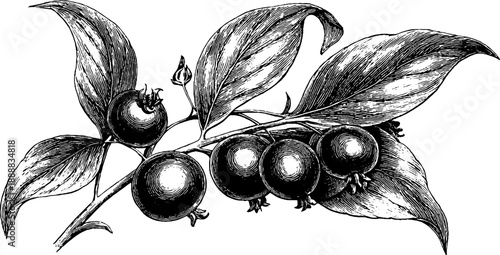 Belladonna poisonous plant botanical sketch with berries for vintage design and art
