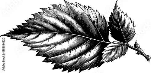 Vintage botanical engraving of birch leaf with serrated edges for art and design