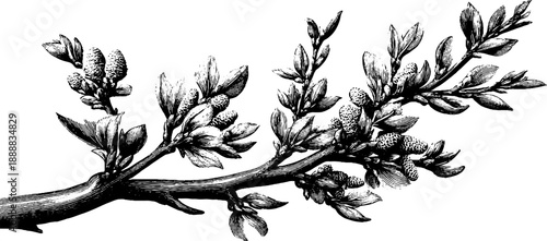 Vintage botanical engraving of birch tree branch with catkins for botanical design