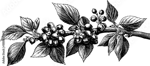 Vintage botanical engraving of birch tree branch with catkins for nature lovers and design projects