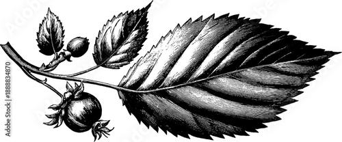 Vintage botanical engraving of birch leaf with serrated edges for design and print