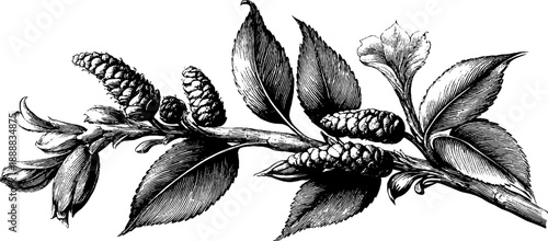 Vintage botanical birch tree branch with catkins engraving for retro design