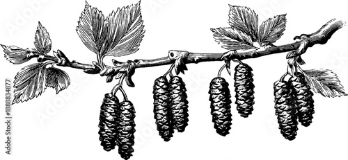 Vintage birch tree branch with catkins botanical design for print or poster