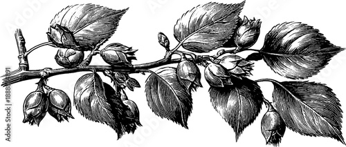 Vintage botanical birch tree branch with catkins engraving for design