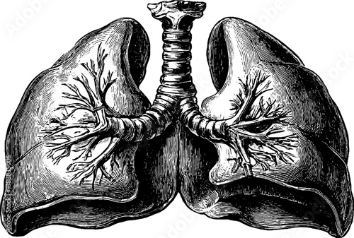 Vintage botanical bird anatomy etching illustrating 19th century chest muscles