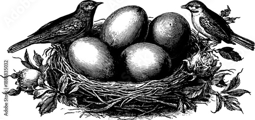 Vintage bird egg anatomy and botanical engraving for educational design prints