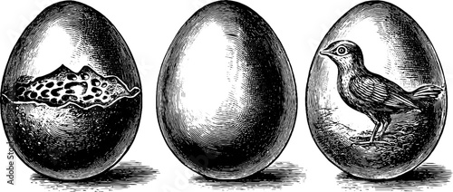 Vintage botanical illustration of bird egg anatomy with cross-section