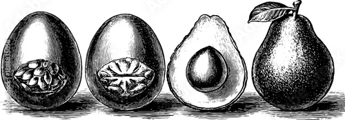 Anatomy of bird egg and botanical fruit cross sections in vintage engraving style