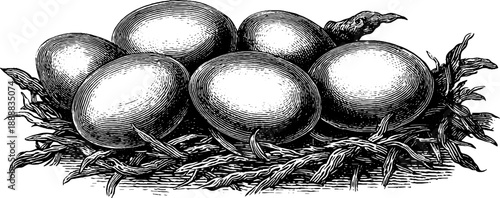 Botanical study of bird egg anatomy in vintage engraving style