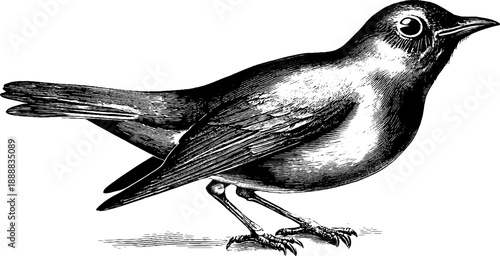 Detailed anatomy of bird eye in vintage botanical engraving for retro design