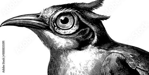 Detailed vintage 19th century engraving of bird eye anatomy for botanical study