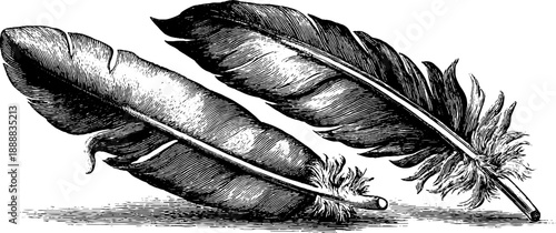Vintage botanical study of bird feathers: symmetry and texture from 19th century engraving
