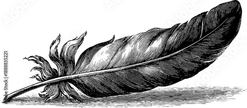 Vintage botanical bird feather study engraving for artistic design