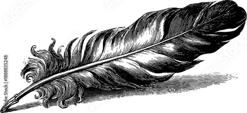 Vintage botanical engraving of bird feather texture for nature study and design