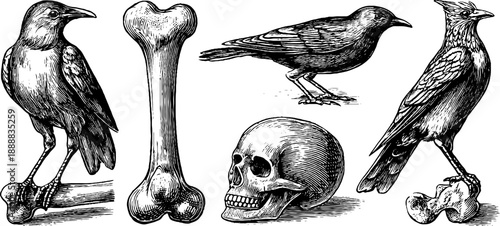 Bird leg bone anatomy study with botanical elements from 19th century engraving