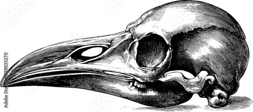 Bird skull anatomy: vintage 19th century botanical engraving art for educational and decorative use