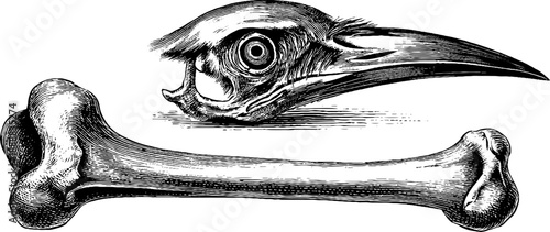 Vintage bird leg and head bone anatomy study engraving for educational design