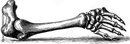 Detailed study of bird leg bone anatomy in 19th century vintage botanical engraving