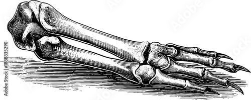 19th century bird leg bone anatomy study - vintage botanical engraving for educational design