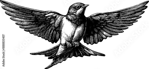 Vintage botanical engraving of bird with skeletal wing structure