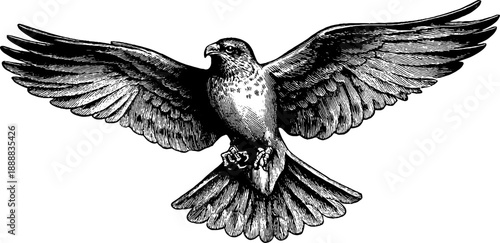 Vintage bird wing evolution illustration - retro botanical engraving for educational design